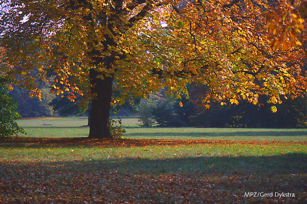 Herbst in Babelsberger Park - 1996 