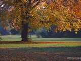 Herbst in Babelsberger Park - 1996 