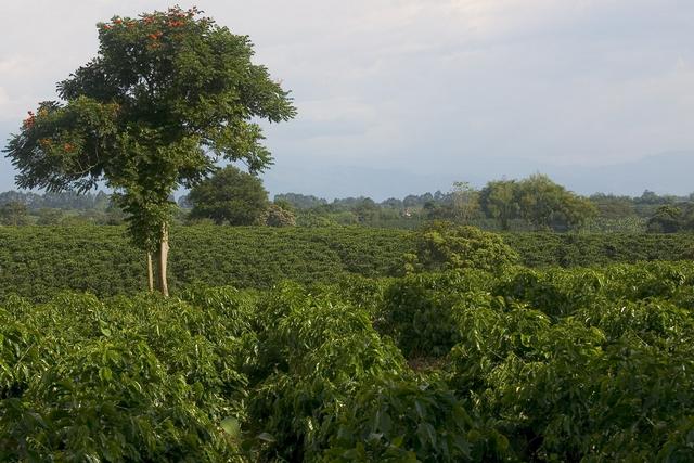 Plantation de café 