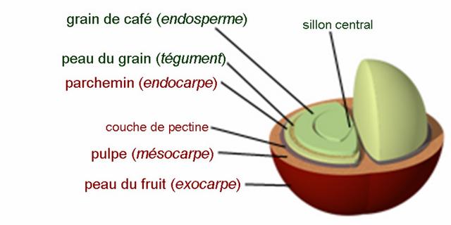 Grain de café 