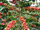 Fruits d'arabica