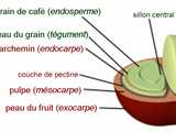 Grain de café 