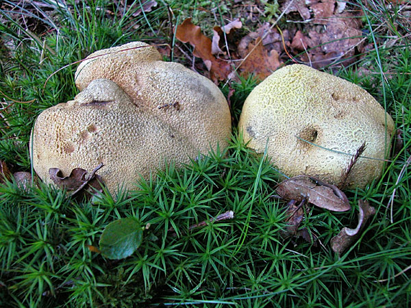 Lycoperdon - vesse de loup 