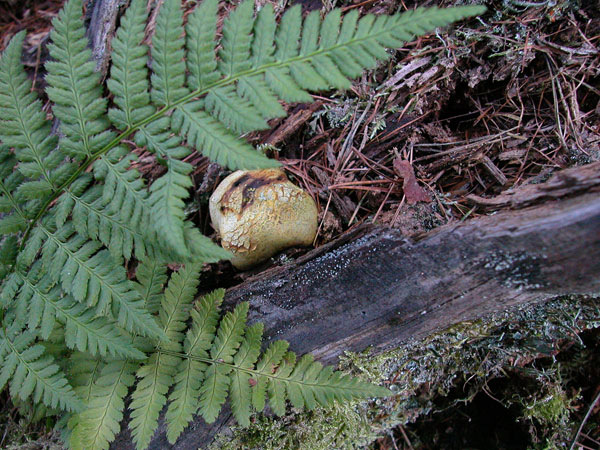 Lycoperdon - vesse de loup 