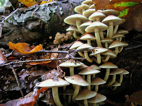 Hypholome en touffe ou soufré 