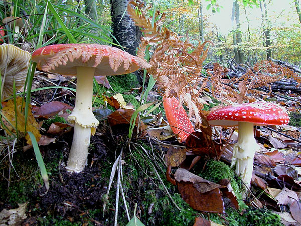 Amanite tue-mouches : DANGER