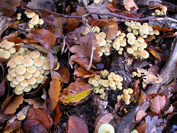 Hypholome en touffe ou soufré 