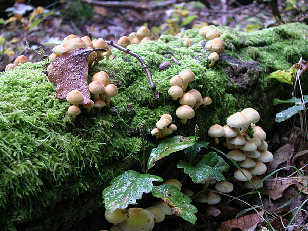 Hypholome en touffe ou soufré 