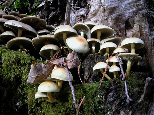 Hypholome en touffe ou soufré 