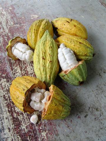 Cabosses de cacao 