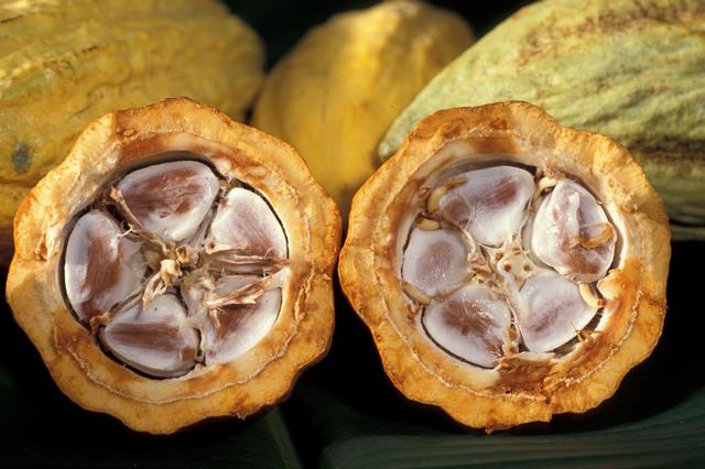 Coupe d'une cabosse de cacao montrant ses fèves 