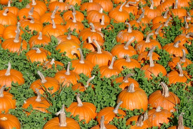 Champ de citrouilles