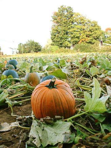 Citrouille à récolter 