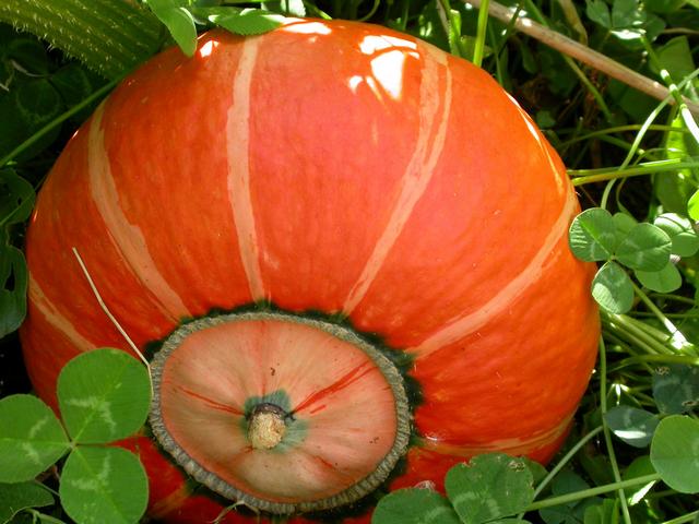 Citrouille au jardin 