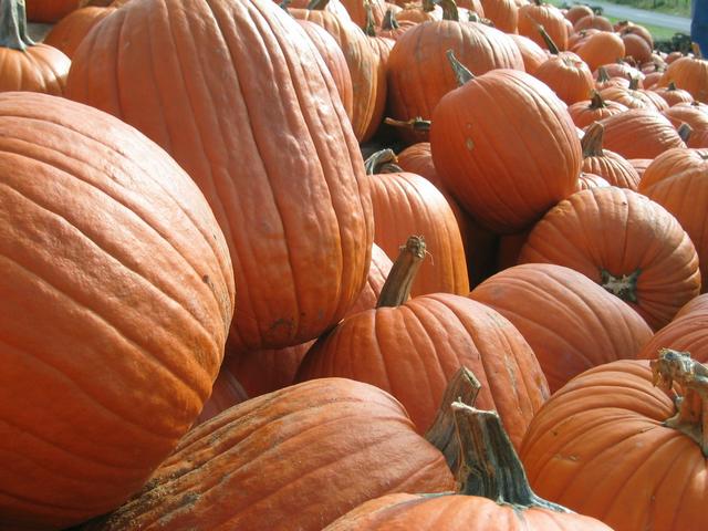 Citrouilles à expédier 