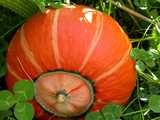 Citrouille au jardin 