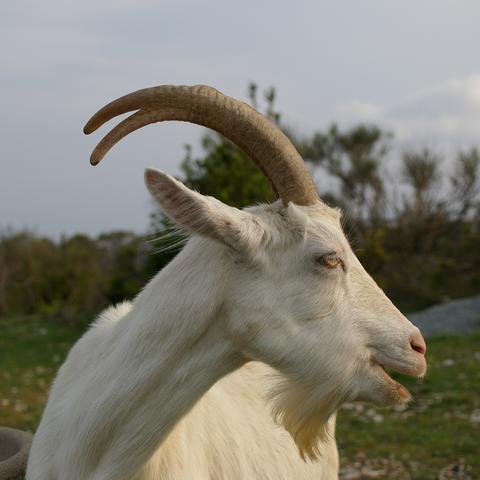 La chèvre de Monsieur Seguin