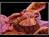 Ballet folklorique 