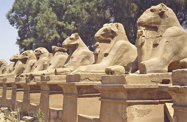 Karnak : sphinx cryocéphales  