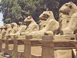 Karnak : sphinx cryocéphales  