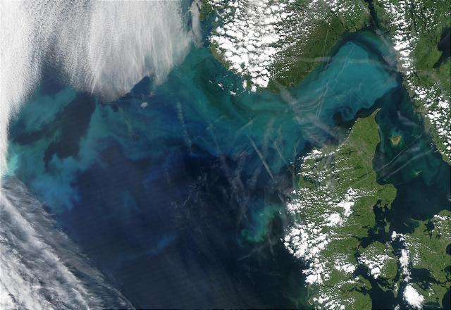 Mer du Nord et détroit du Skagerrak : traînées de phytoplancton