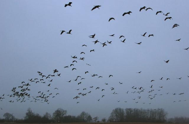 Grues cendrées