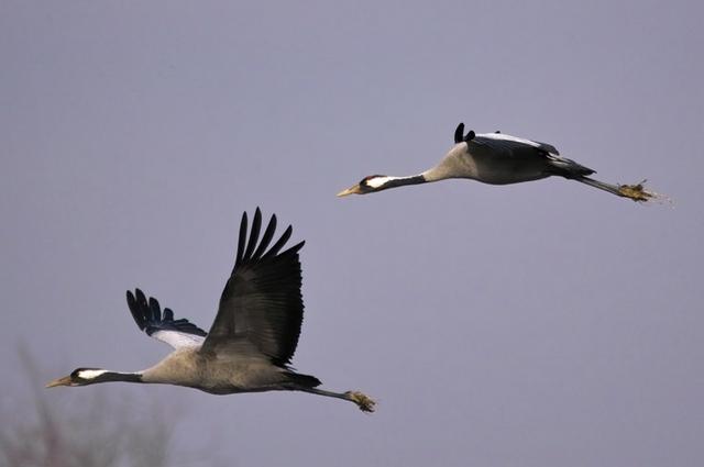 Grues cendrées