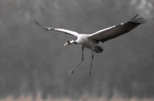 Grues cendrées