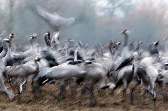 Grues cendrées