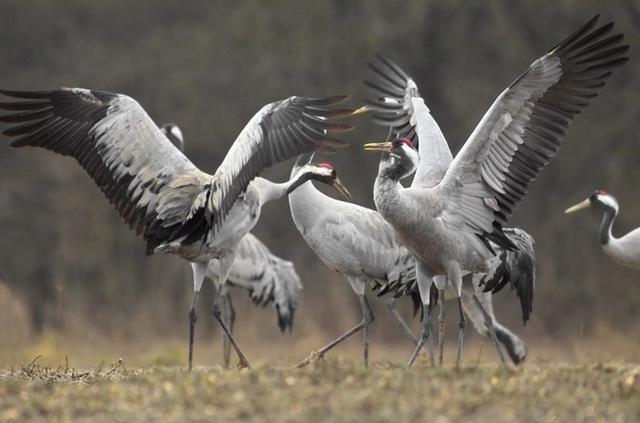 Grues cendrées