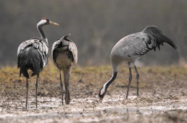 Grues cendrées