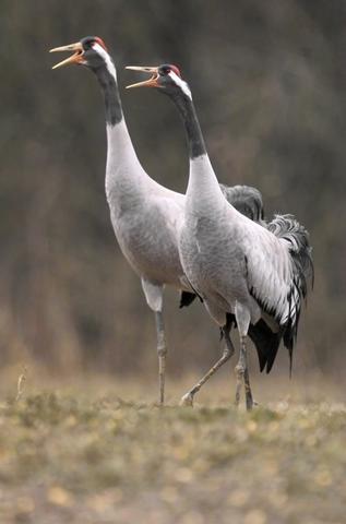 Grues cendrées