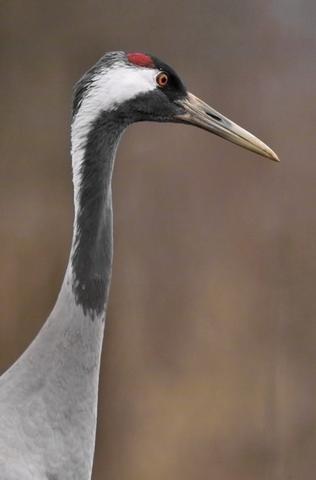 Grues cendrées