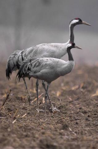 Grues cendrées