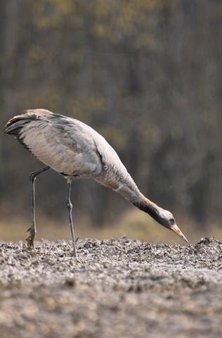 Grues cendrées