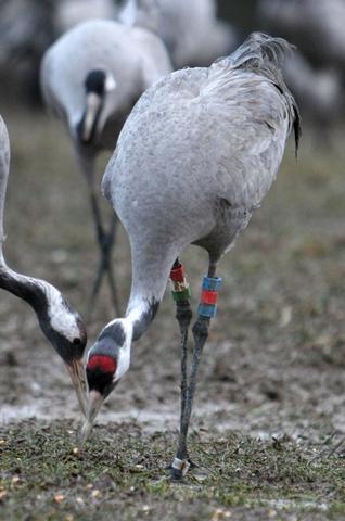 Grues cendrées