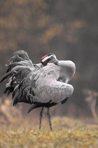 Grues cendrées