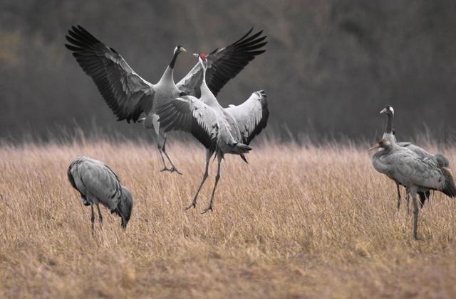 Grues cendrées