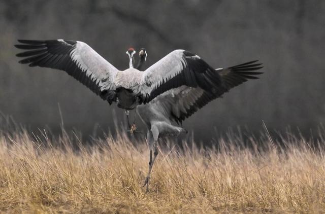 Grues cendrées