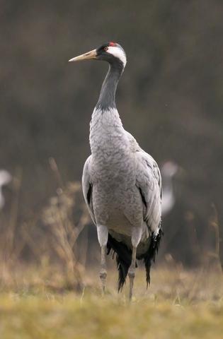 Grues cendrées