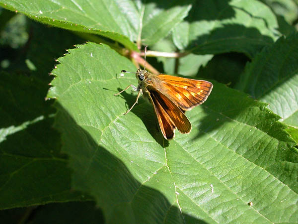 Papillon Sylvaine 