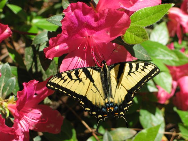 Papillon Tigré du Canada  