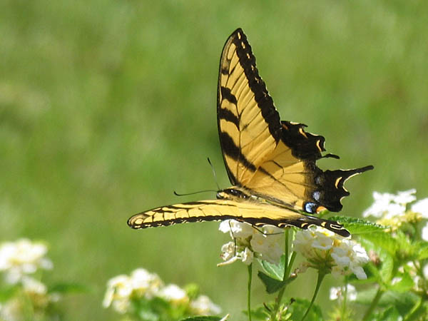 Papillon Tigré du Canada  