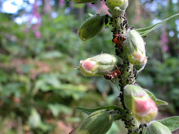 Fourmis récoltant le miellat  