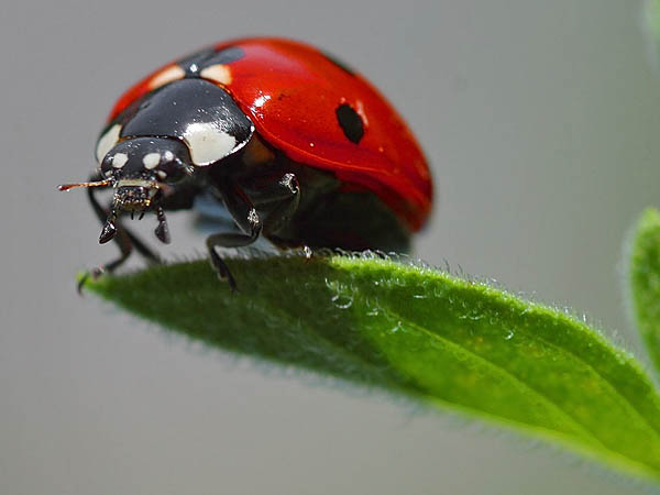 Coccinelle  