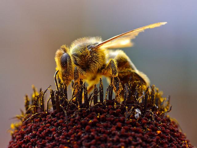 Abeille couverte de pollen  