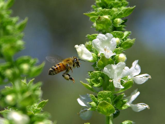 Abeille en vol  