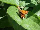 Papillon Sylvaine 