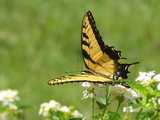 Papillon Tigré du Canada  