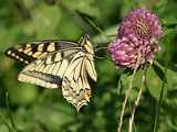 Grand Porte-queue ou machaon (<em>Papilio machaon</em>) 